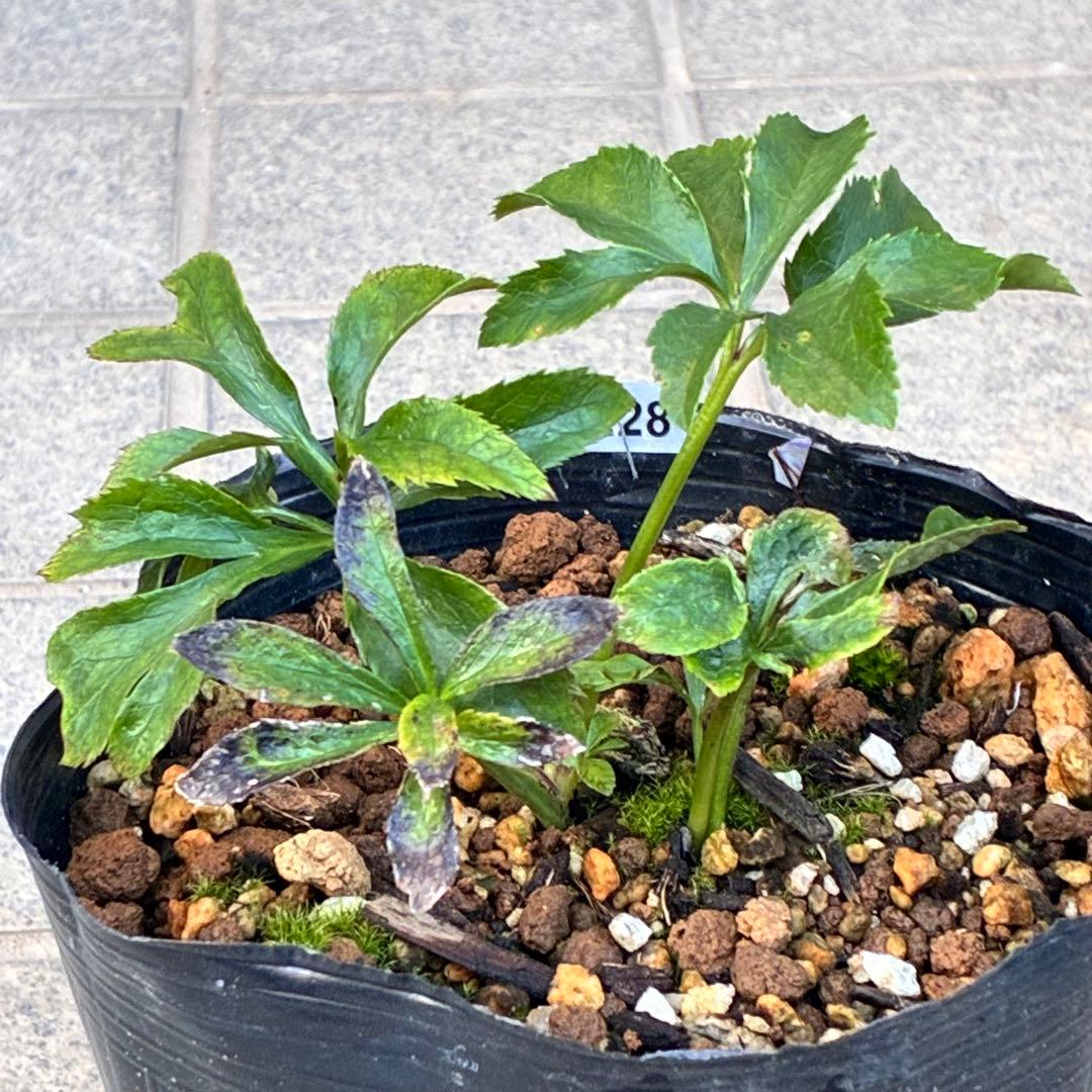 ま*️様 ☘️唯一無二☘️❤️根充実❤️新葉❤️3228⭐️まん丸⭐️大輪⭐️超