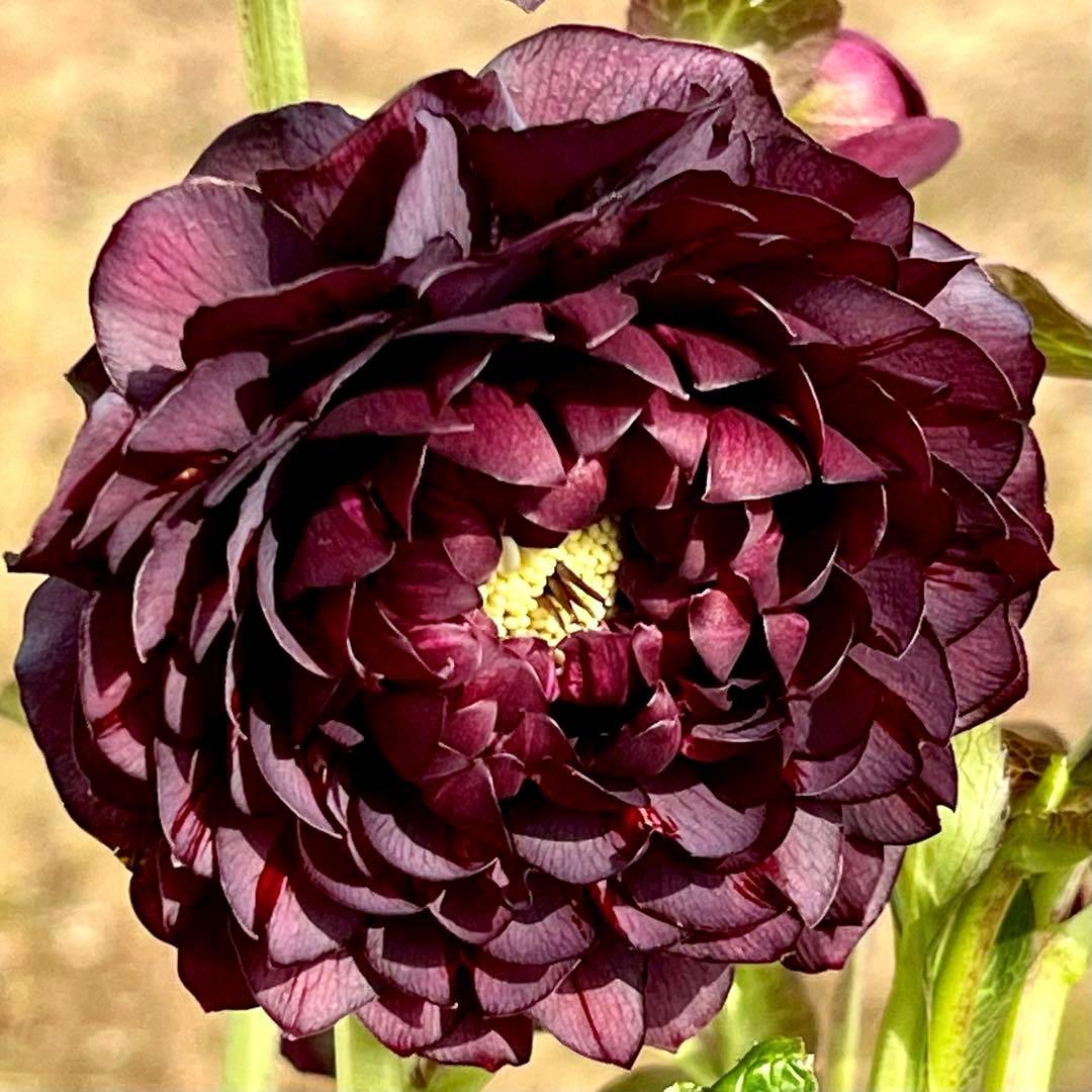 ま*️様 ☘️唯一無二☘️❤️根充実❤️新葉❤️3228⭐️まん丸⭐️大輪⭐️超