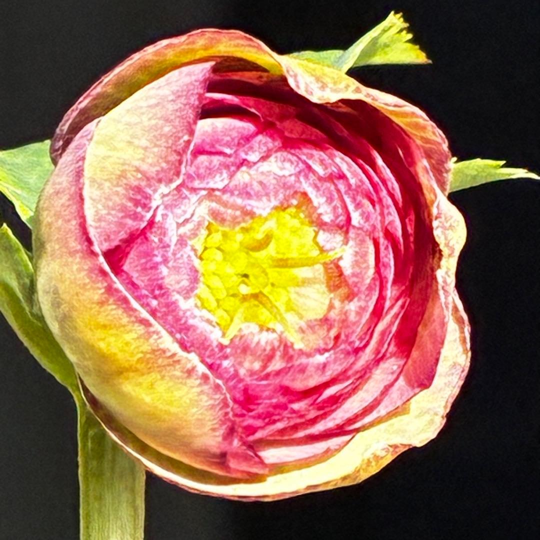 a*a様 3545☘️蕾花タグ付☘️超特殊☘️唯一無二☘️芳香⭐️小輪⭐️超キレ