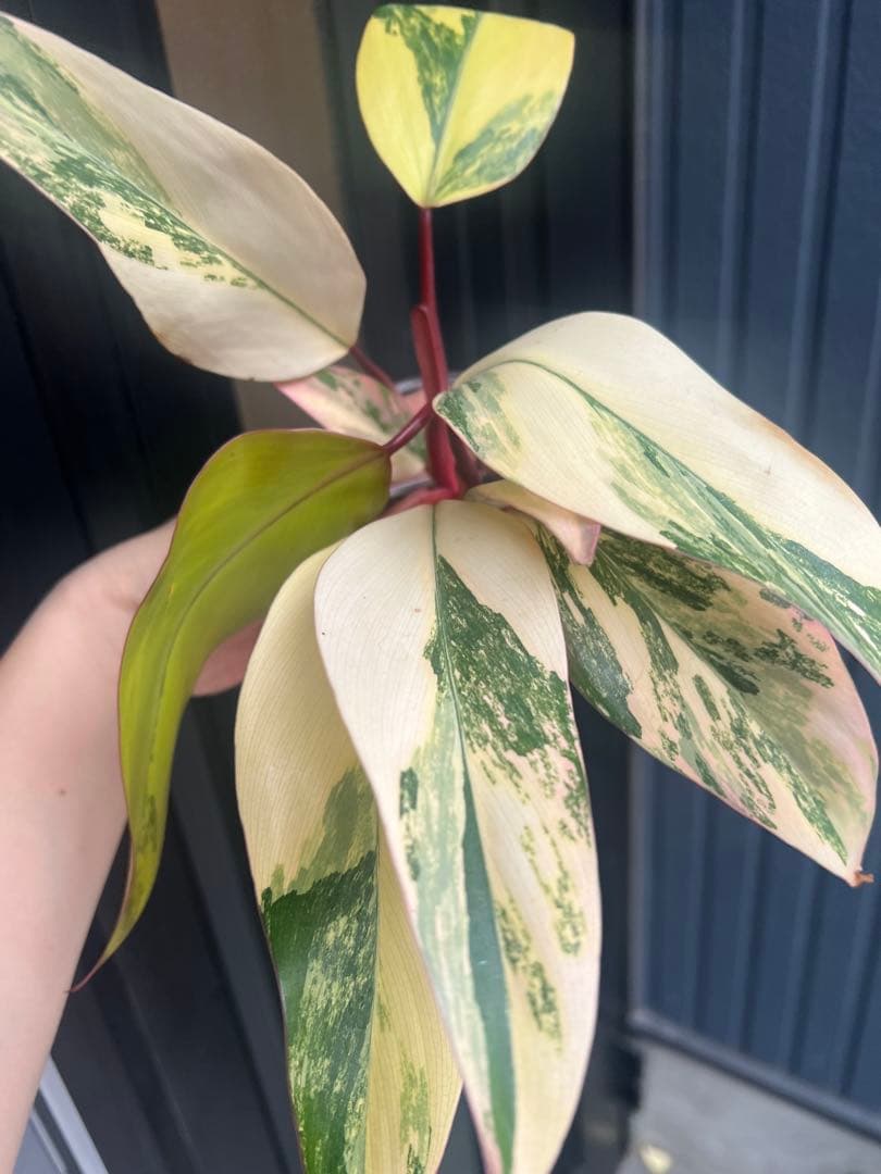 美斑・極株⭐︎フィロデンドロン ストロベリーシェイク /メルカリ便