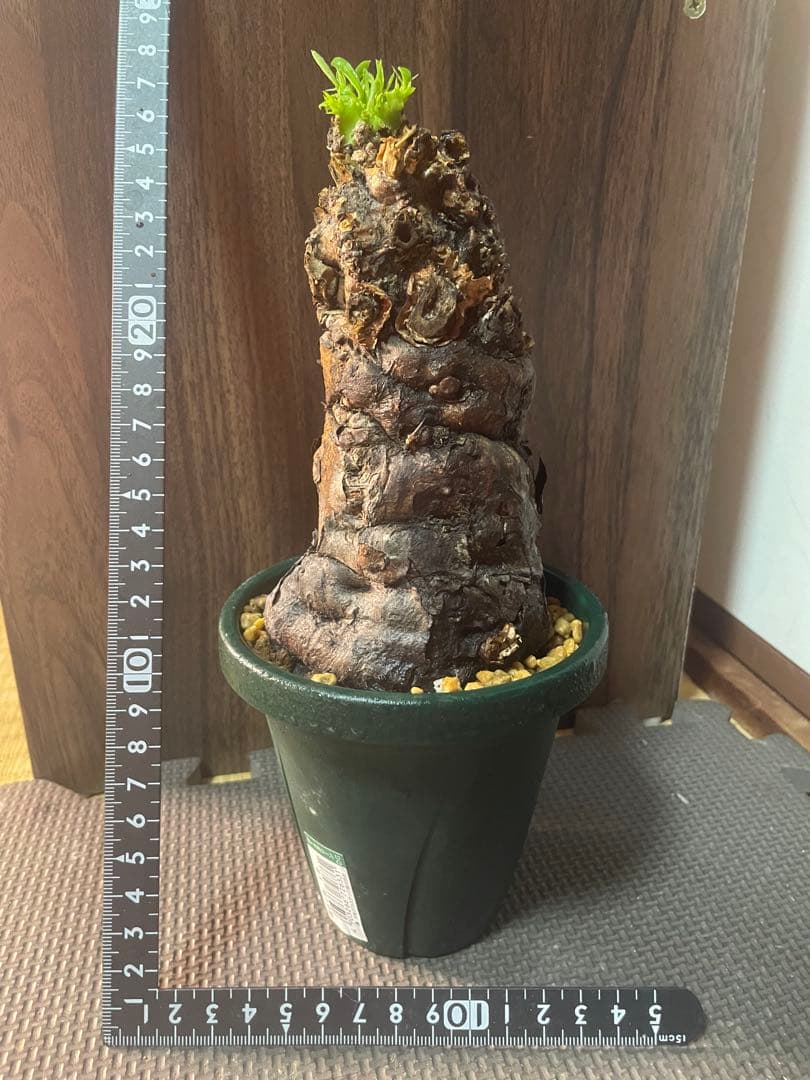 ※*t様 ユーフォルビアムランジーナ　現地株　発根済み