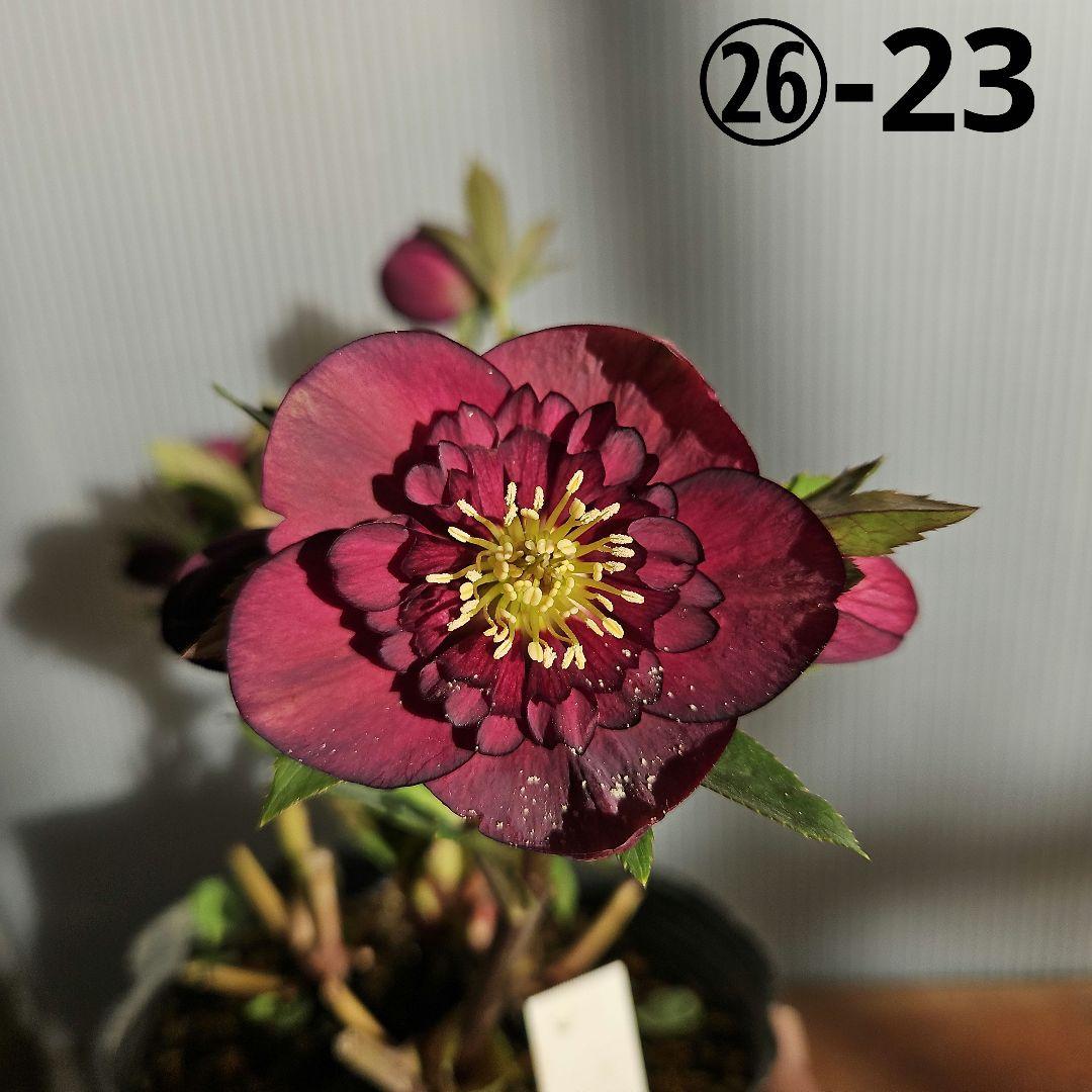 クマちゃん㉖-23㉖-43クリスマスローズ