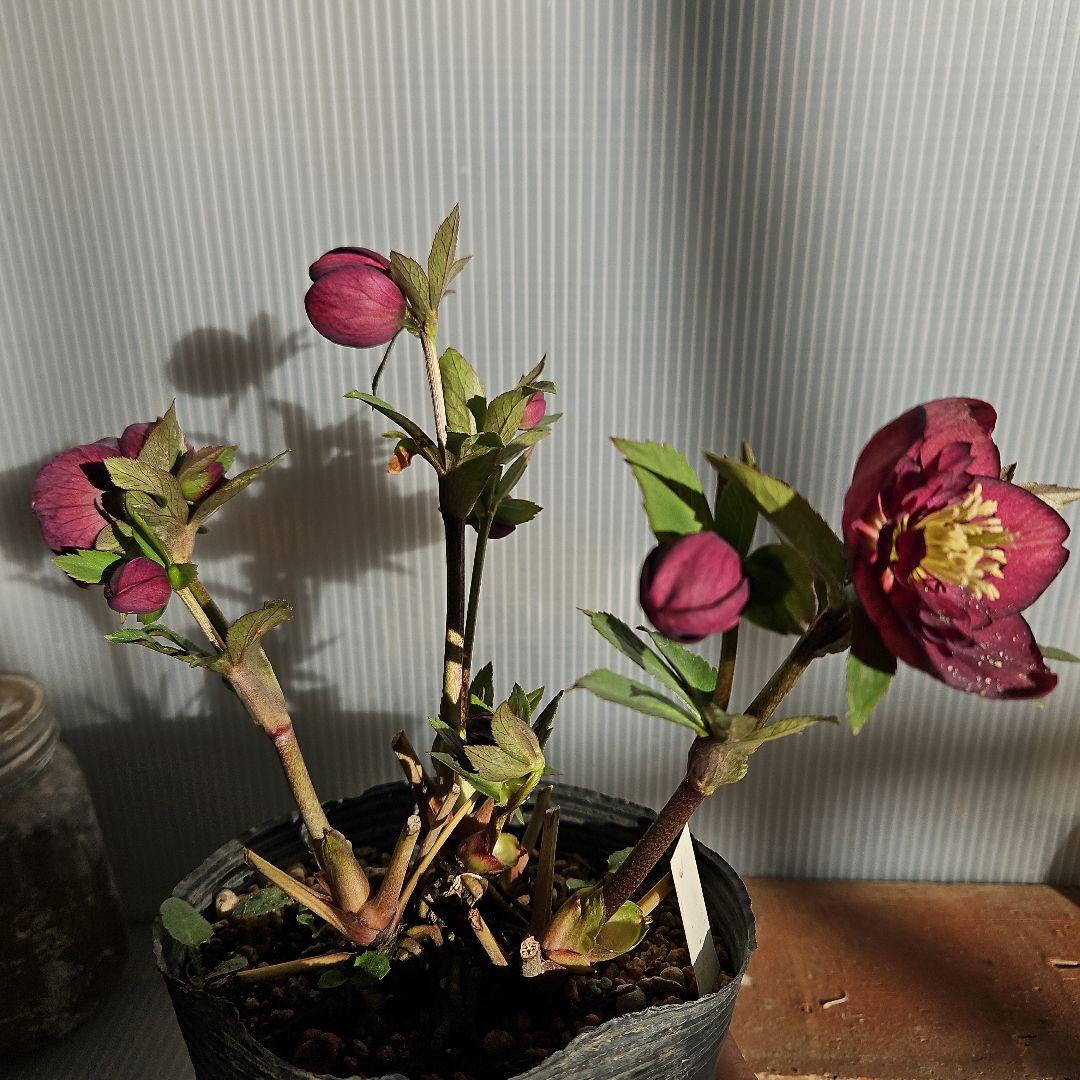 クマちゃん㉖-23㉖-43クリスマスローズ