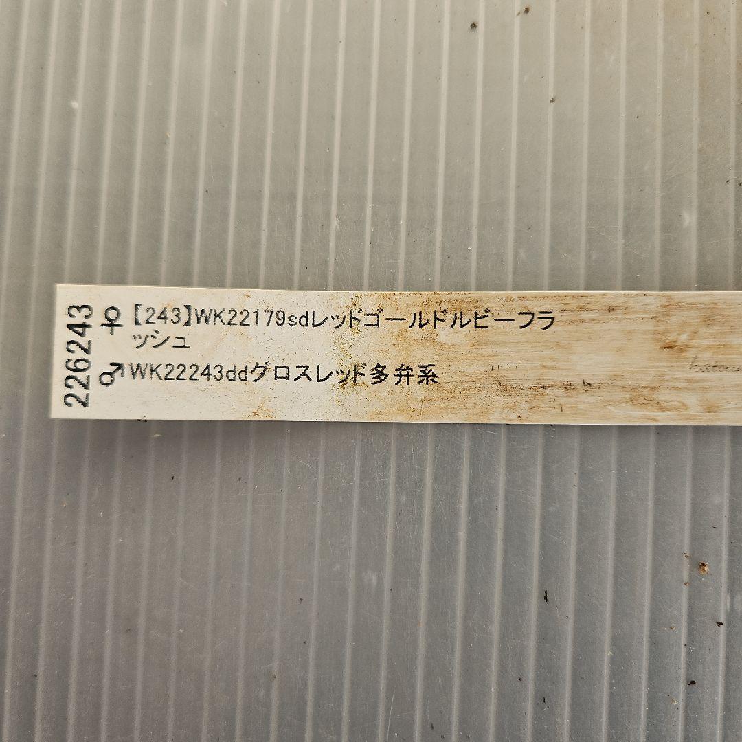 クマちゃん㉖-23㉖-43クリスマスローズ