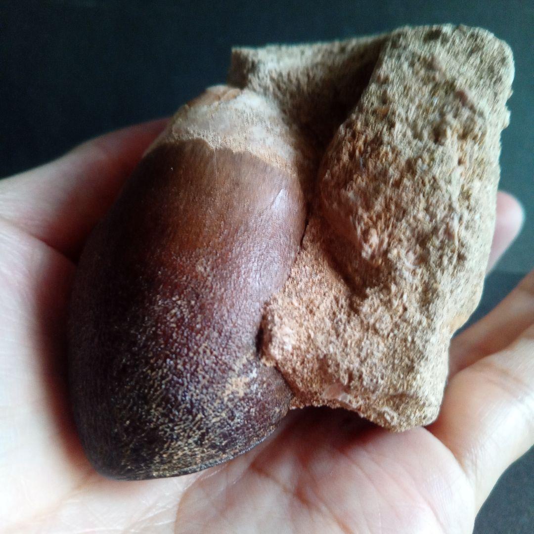 恐竜　歯化石　モササウルス　特大歯　極美麗