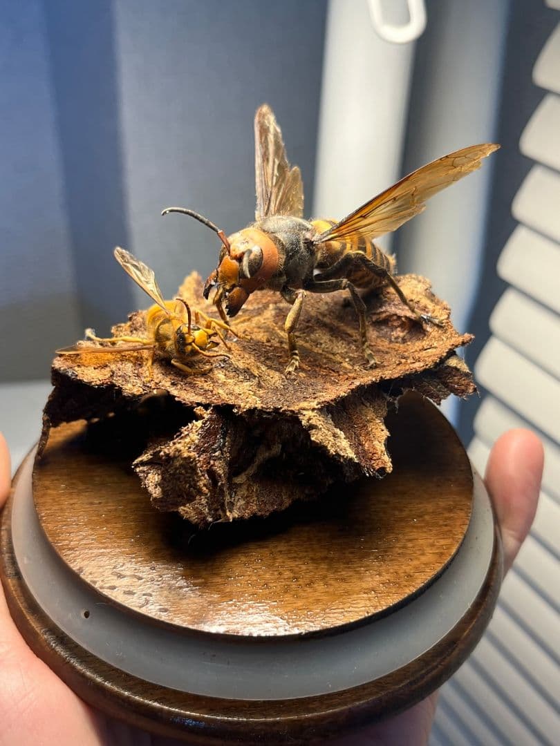 【立体標本】オオスズメバチのミツバチ捕食シーン ガラスドーム付きいきもの大図鑑