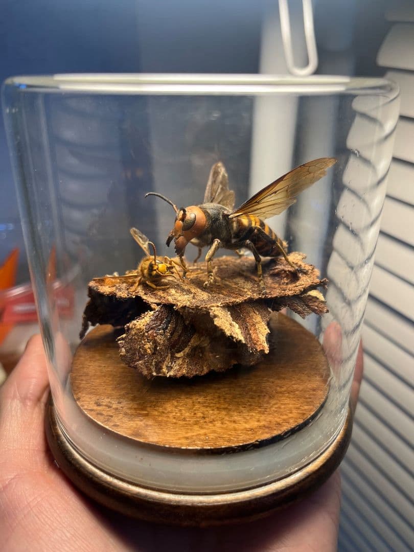 【立体標本】オオスズメバチのミツバチ捕食シーン ガラスドーム付きいきもの大図鑑