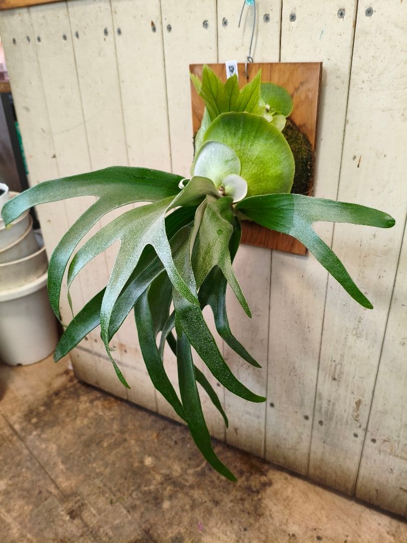 めちゃくちゃカッコいい！！コウモリラン【P.'Mulford'】板付け仕様