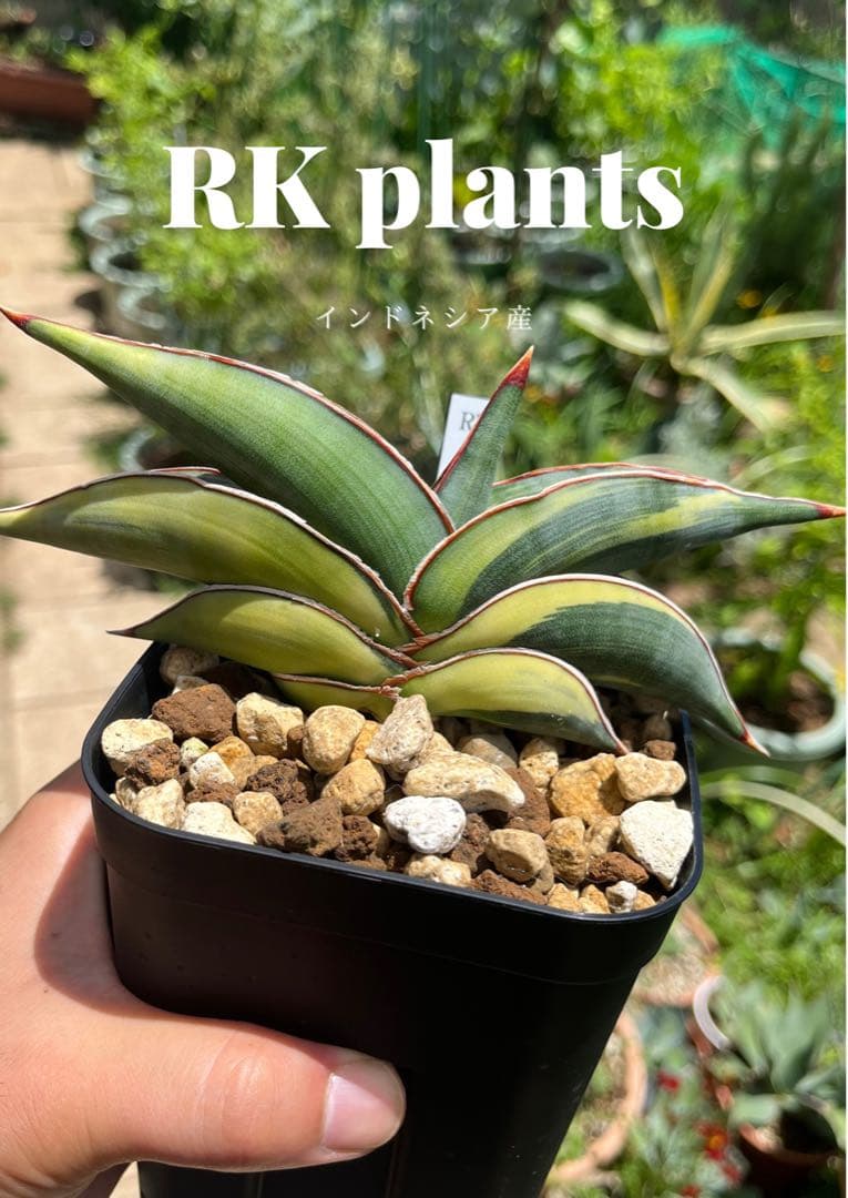 タ*ー様 ロリダ　バリエガータ　サンスベリア　斑入り　希少　大株　極美　抜き苗