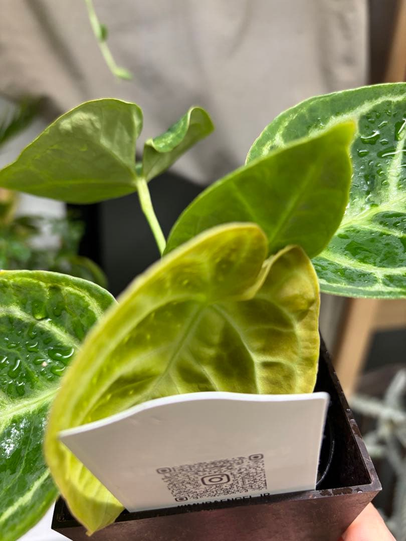 ✴︎最新画像✴︎アンスリウム ドラヤキ　観葉植物　3号　レア　希少種　ハートの形