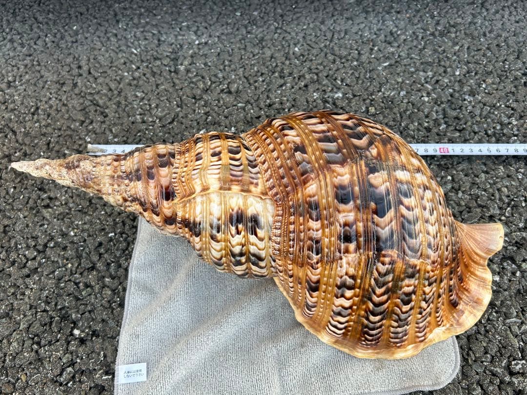特大　44.7cm 法螺貝　蓋付