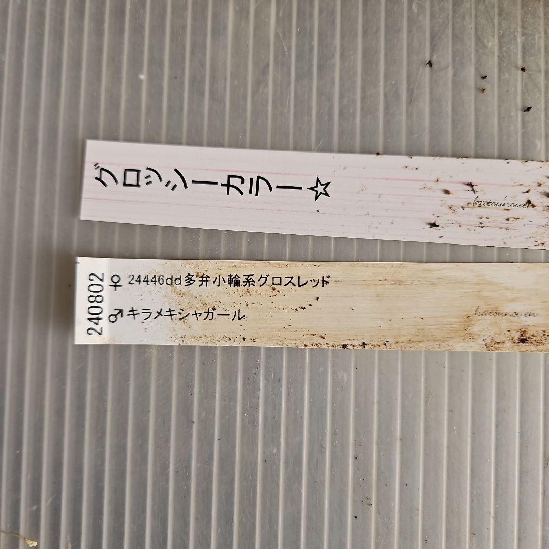 ㉖-475 クリスマスローズ