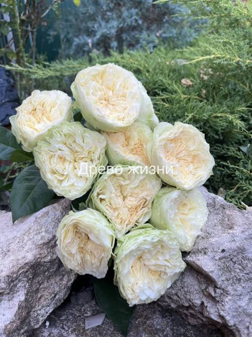 切り花品種バラ苗　レアバラ 　Lovely Harpe♡ Rose