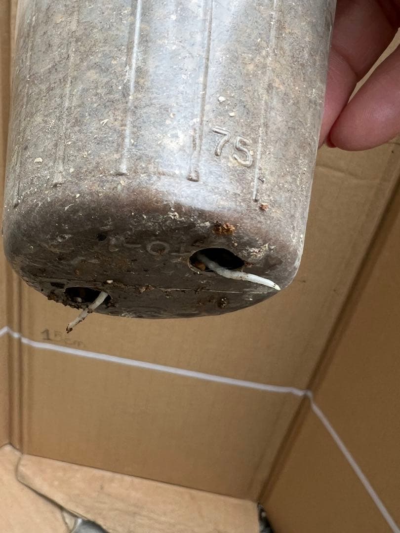 切り花品種バラ苗　レアバラ 　Lovely Harpe♡ Rose