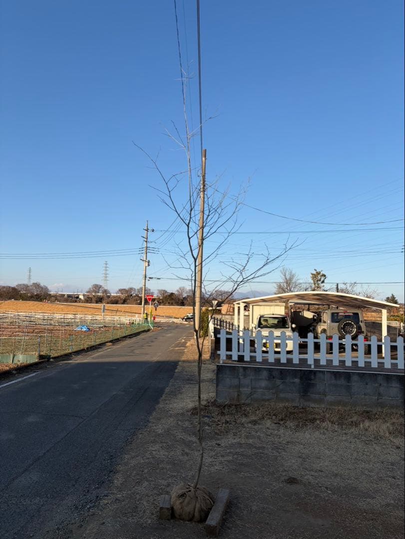 山採り アオハダ 自然樹形