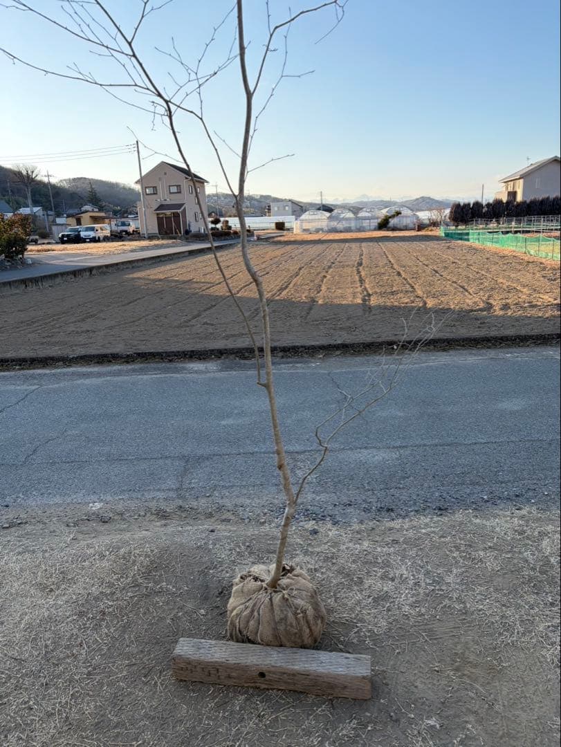山採り アオハダ 自然樹形
