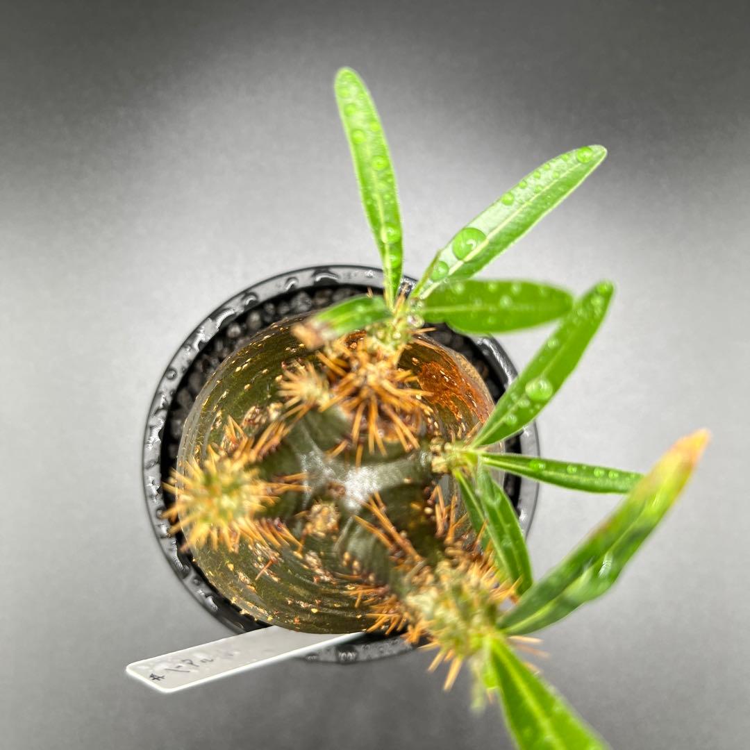 パキポディウム　グラキリス手乗りサイズ緑肌　安心発根済