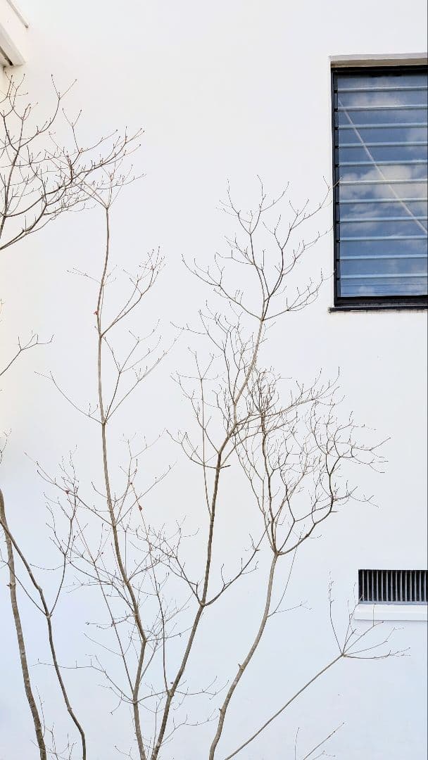 わんころもち。山採りドウダンツツジ。