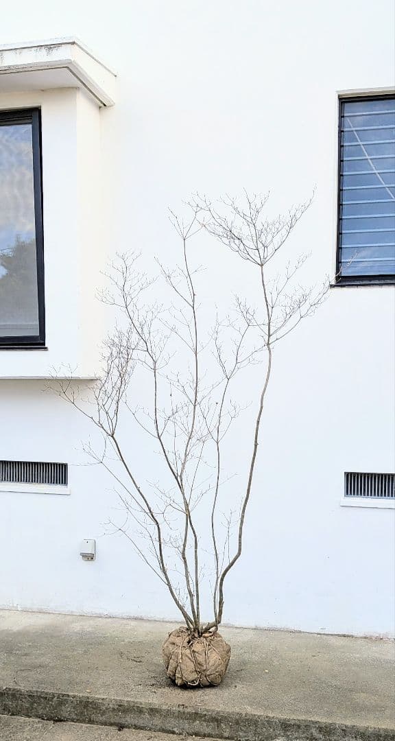 わんころもち。山採りドウダンツツジ。