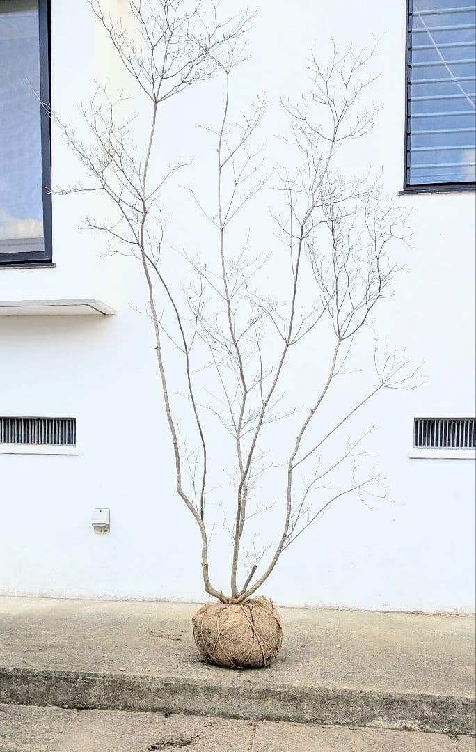 わんころもち。山採りドウダンツツジ。