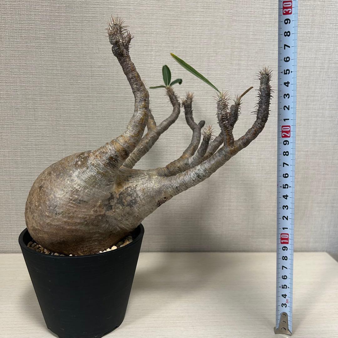 【盆栽風】パキポディウム・グラキリス⑤　発根済み　現地球