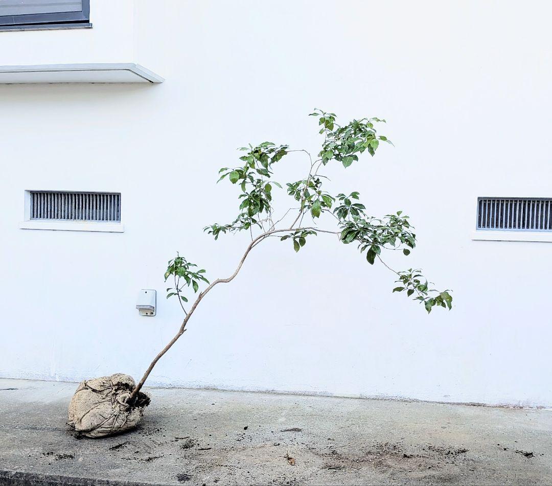 しなやかに。力強く。山採りアセビ。