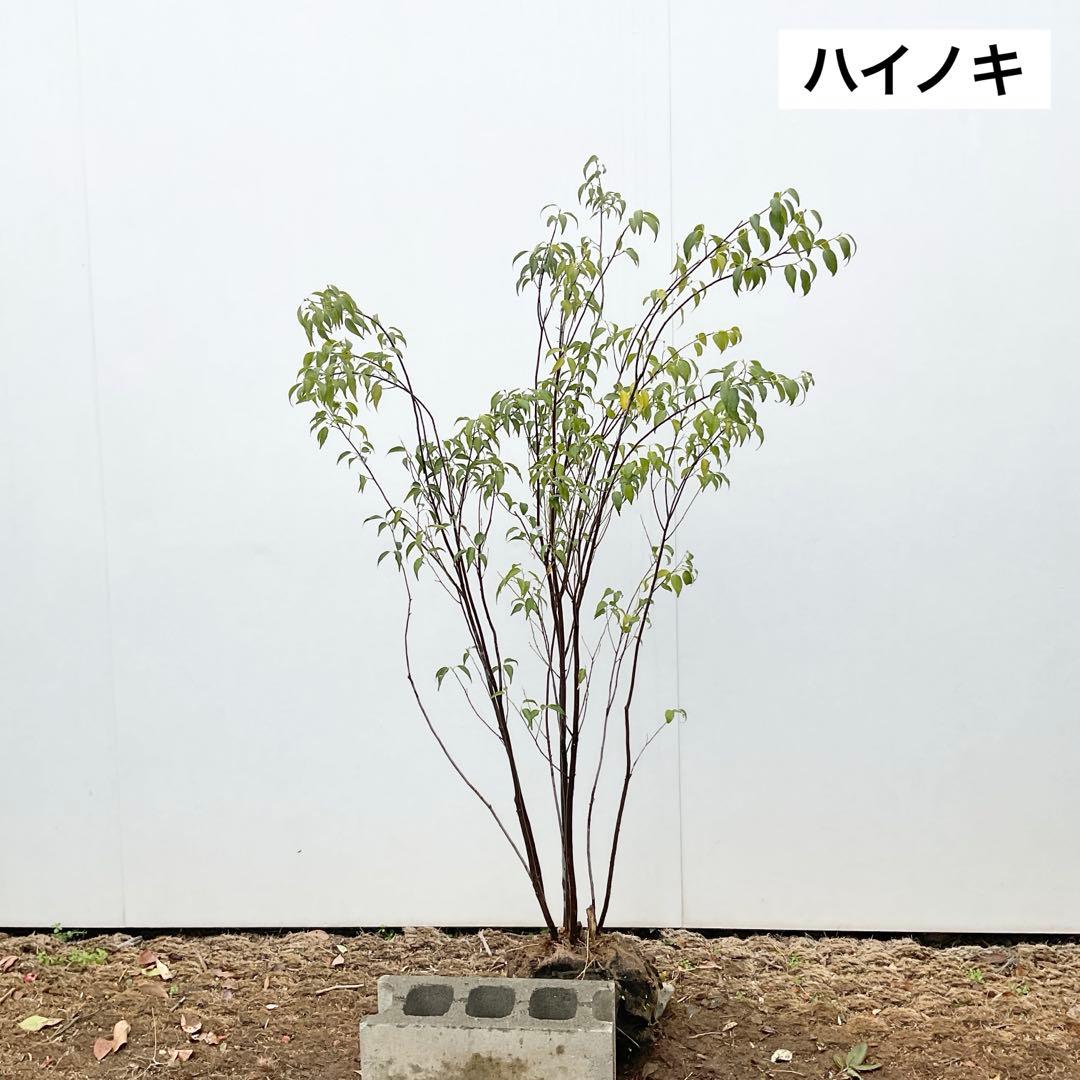 ハイノキ/ 477 あずきさん木姿確認用