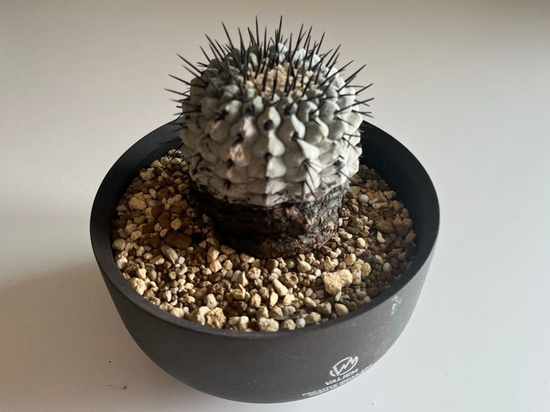 黒王丸　（孤竜丸）　現地球　コピアポア　発根済 Copiapoa