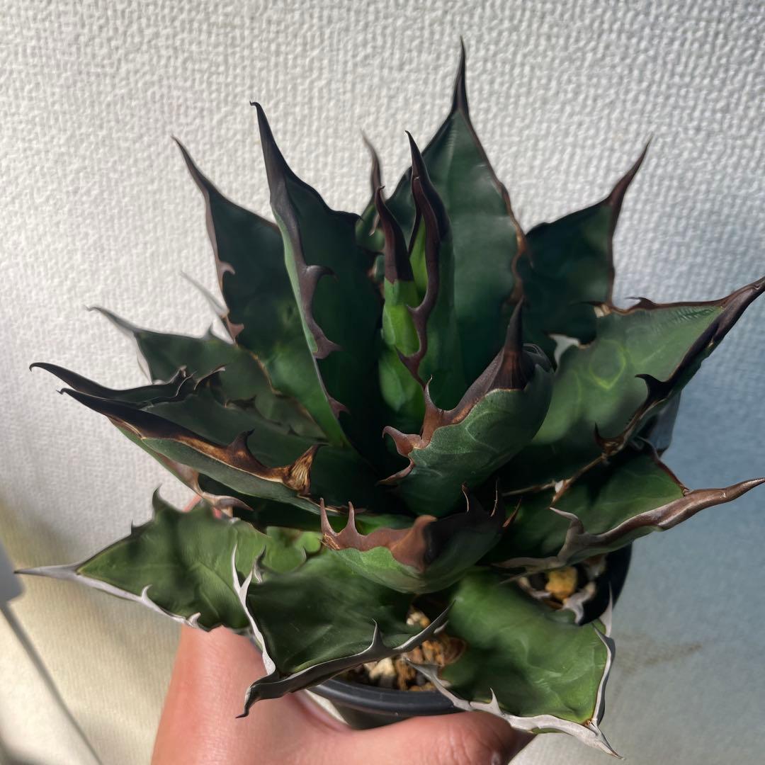 アガベ　ハイブリッド　キシロナカンサ×チタノタ　台湾輸入株　親木ごと　希少子株