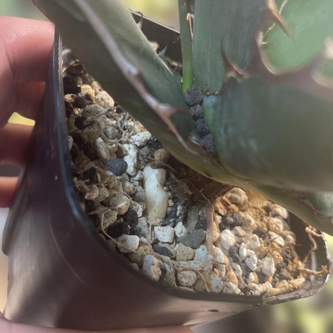 アガベ　ハイブリッド　キシロナカンサ×チタノタ　台湾輸入株　親木ごと　希少子株