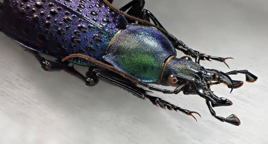 カブリモドキ　飼育交雑個体②