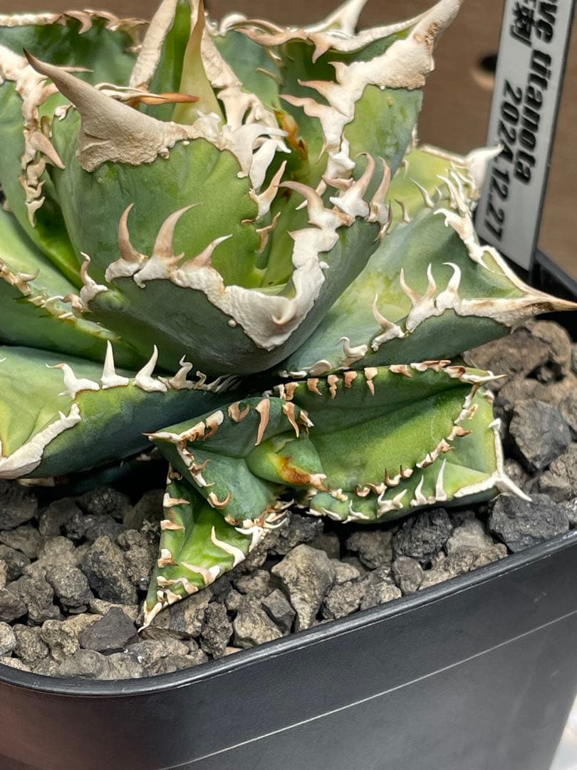 J*I様 アガベ　チタノタ　白豪棘　子株付　鉢のままメルカリ便