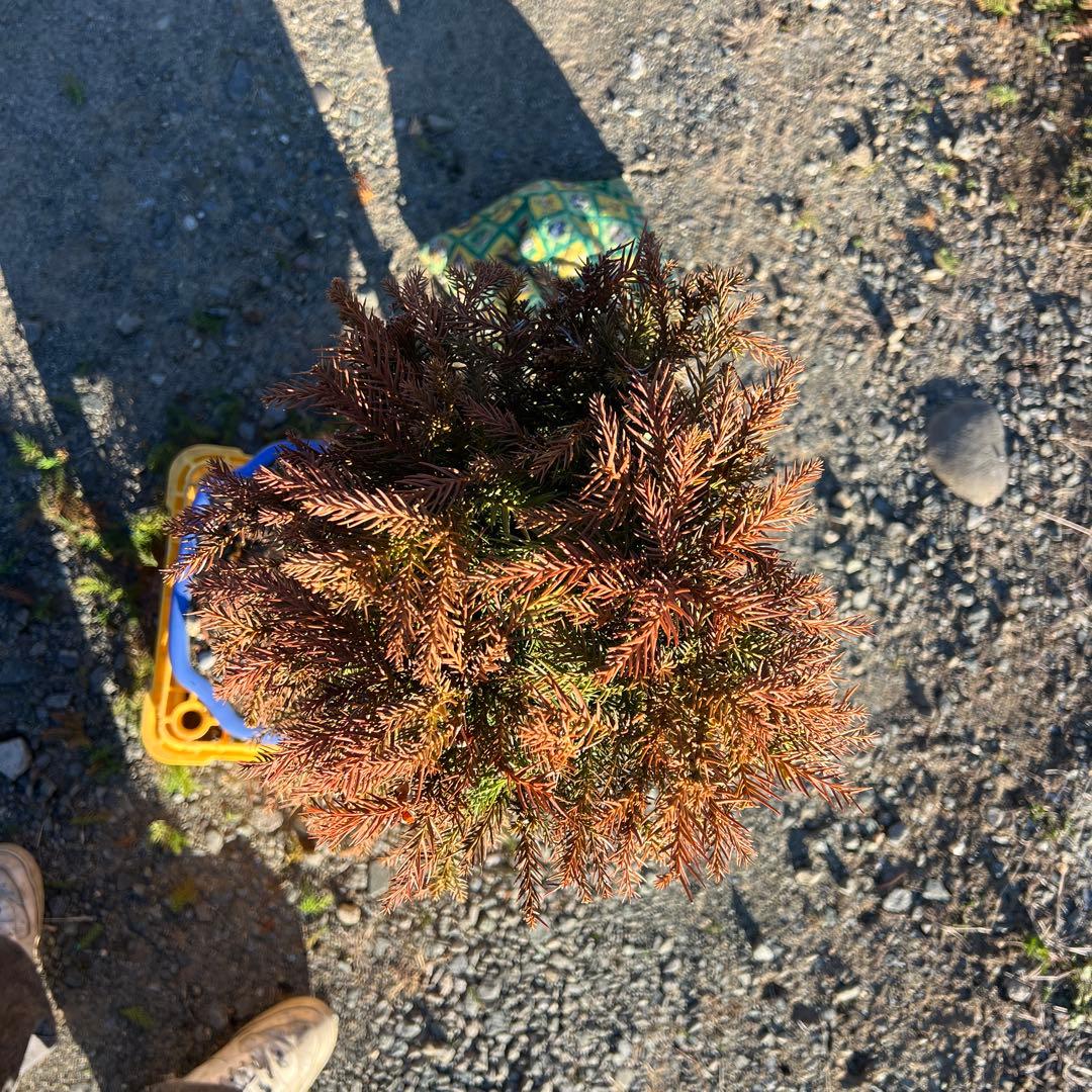 杉　直幹　盆栽