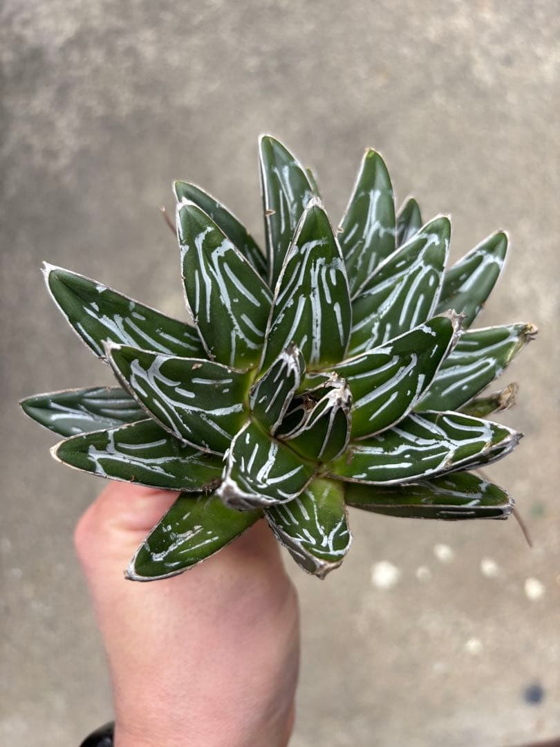 アガベ　笹の雪　子株販売　極上株