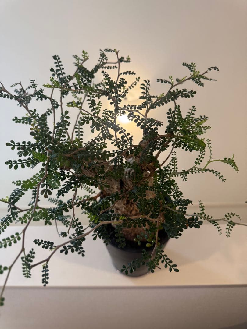 インボイス発行可 オペルクリカリア パキプス 幹幅10㎝ 発根済み パワータンク