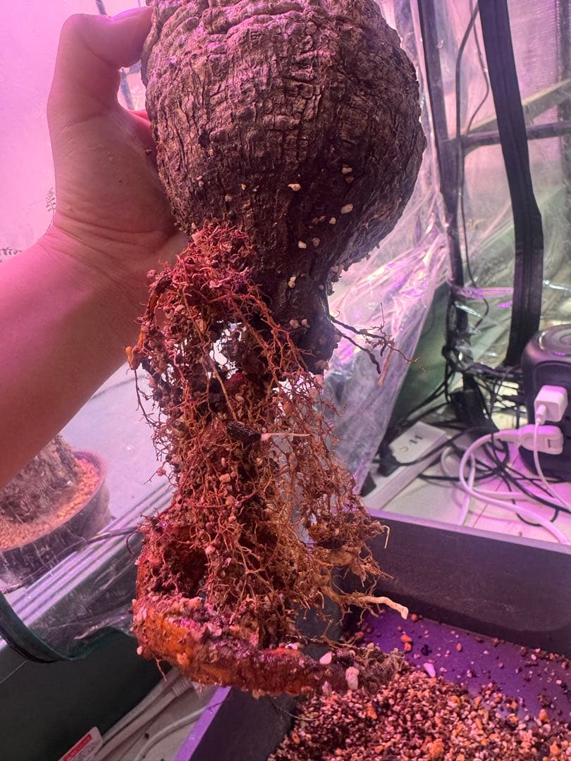 インボイス発行可 オペルクリカリア パキプス 幹幅10㎝ 発根済み パワータンク