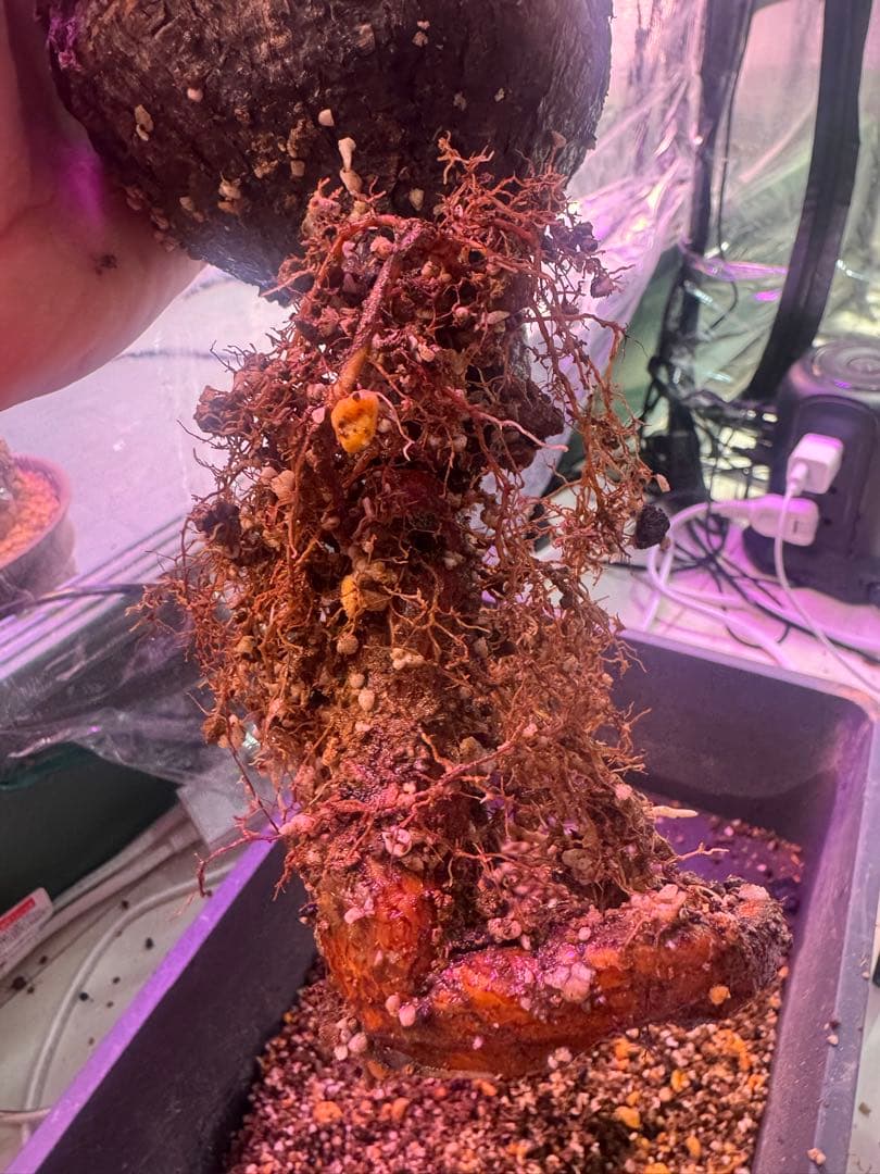 インボイス発行可 オペルクリカリア パキプス 幹幅10㎝ 発根済み パワータンク