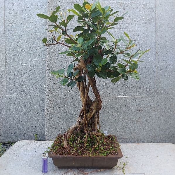 亜熱帯の樹木　パンダガジュマル　①