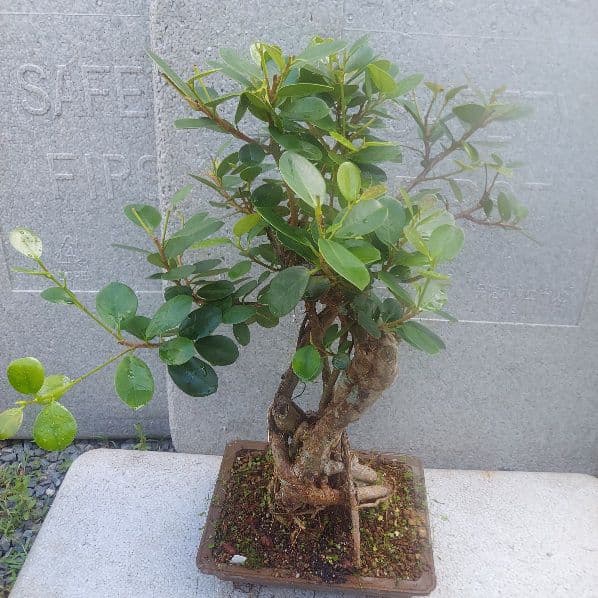 亜熱帯の樹木　パンダガジュマル　①