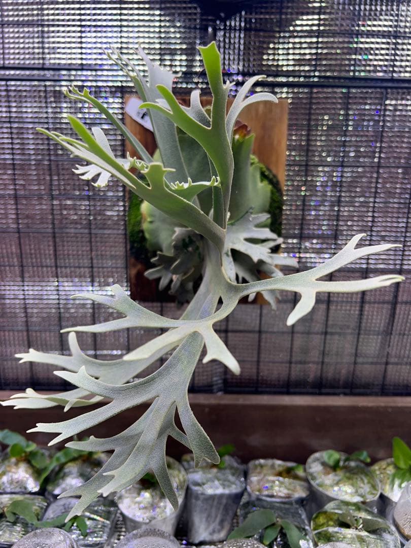 P.willinckii \