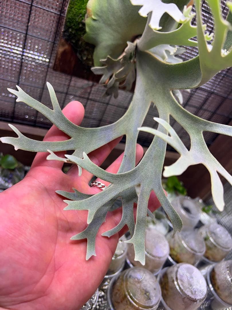 P.willinckii \"OMG\" OC中株　板付け子株付き！