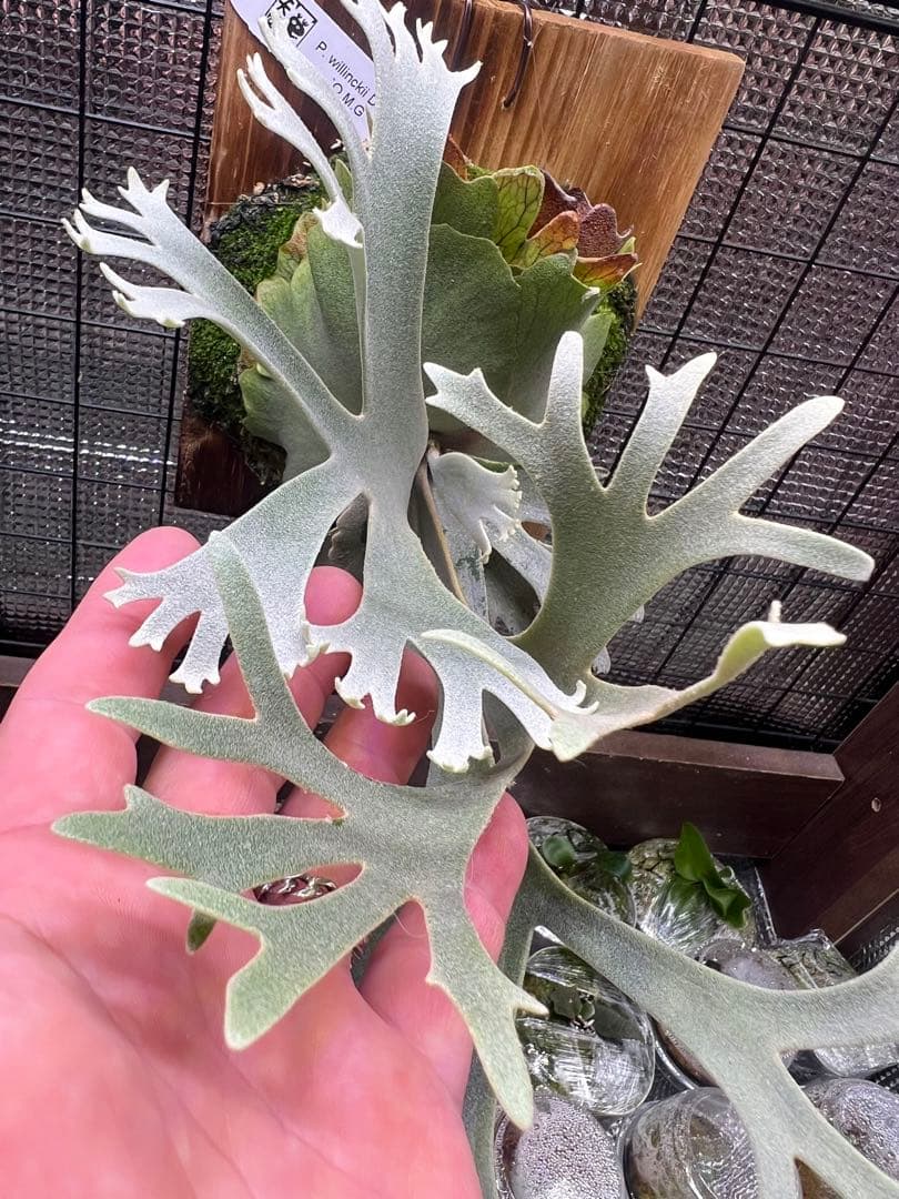 P.willinckii \"OMG\" OC中株　板付け子株付き！