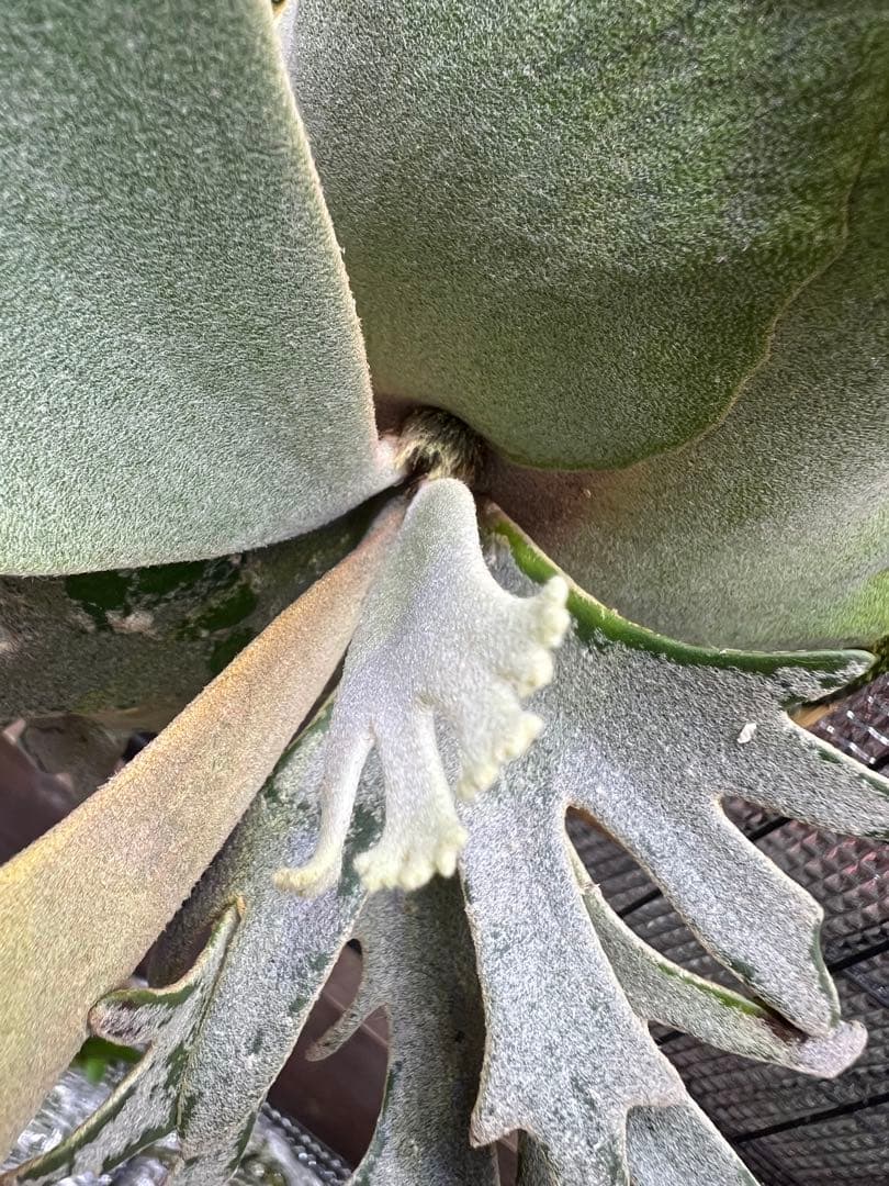 P.willinckii \"OMG\" OC中株　板付け子株付き！