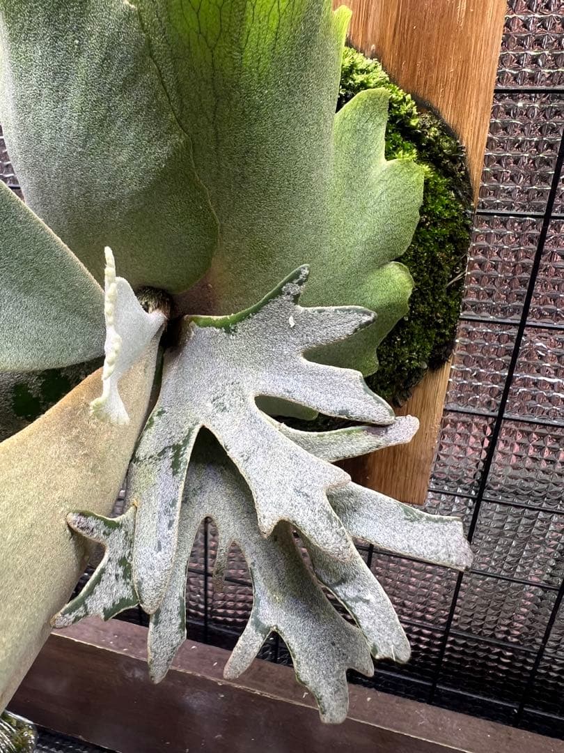 P.willinckii \"OMG\" OC中株　板付け子株付き！