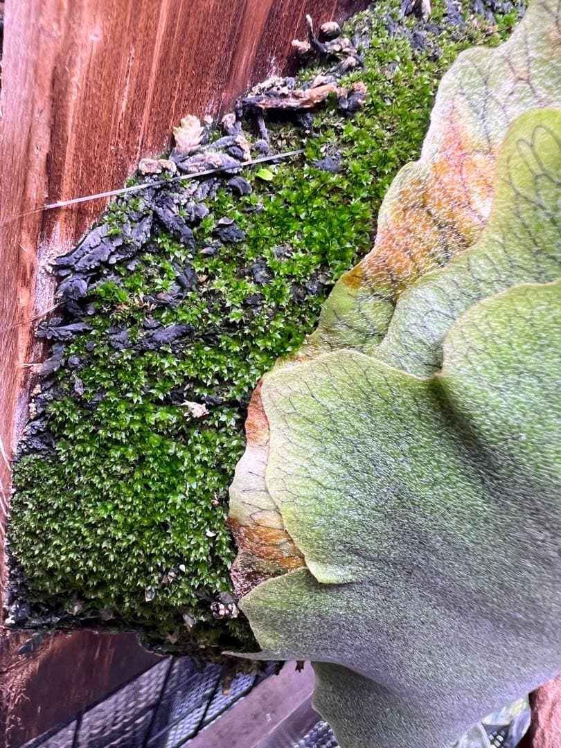 P.willinckii \"OMG\" OC中株　板付け子株付き！