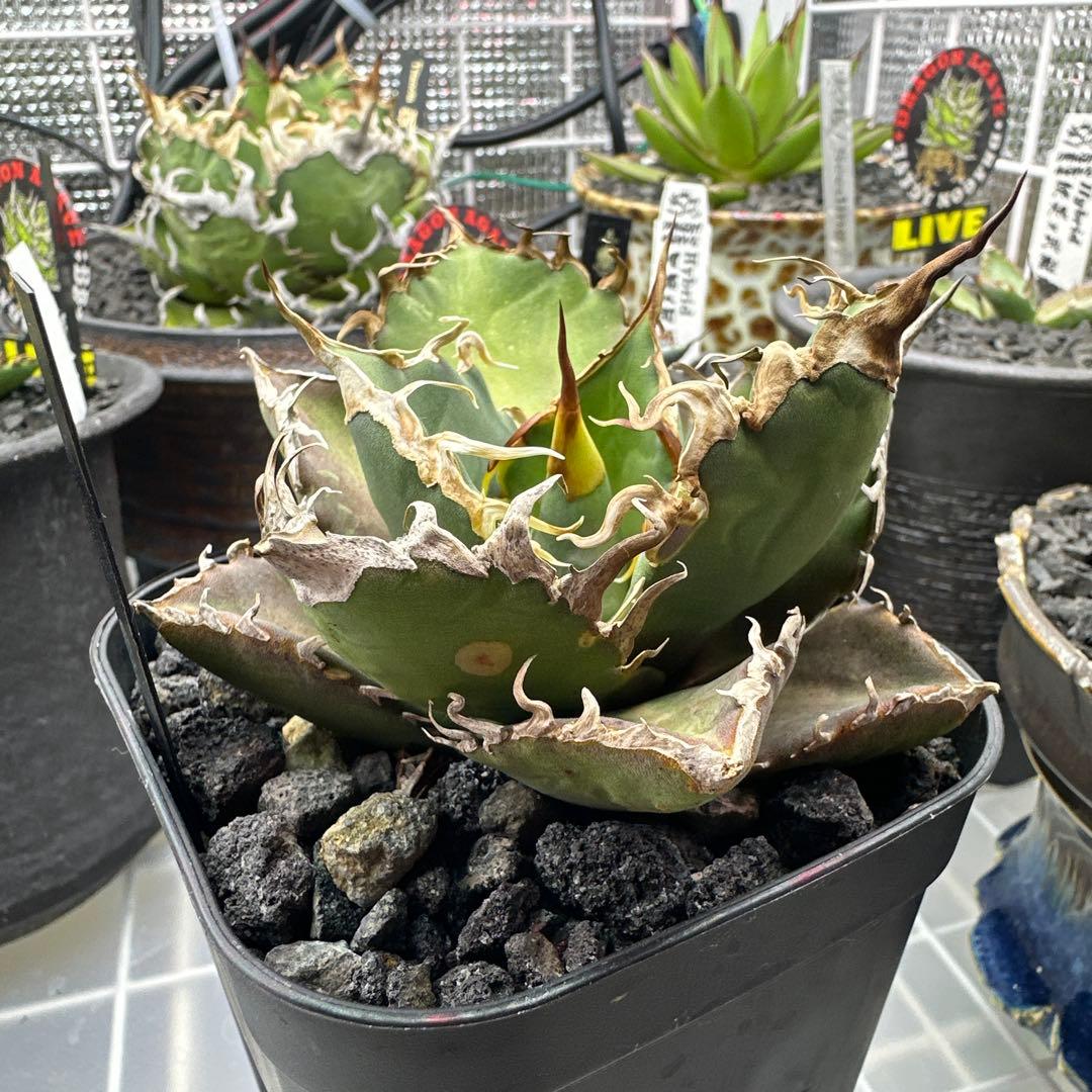 アガベ　dennis020