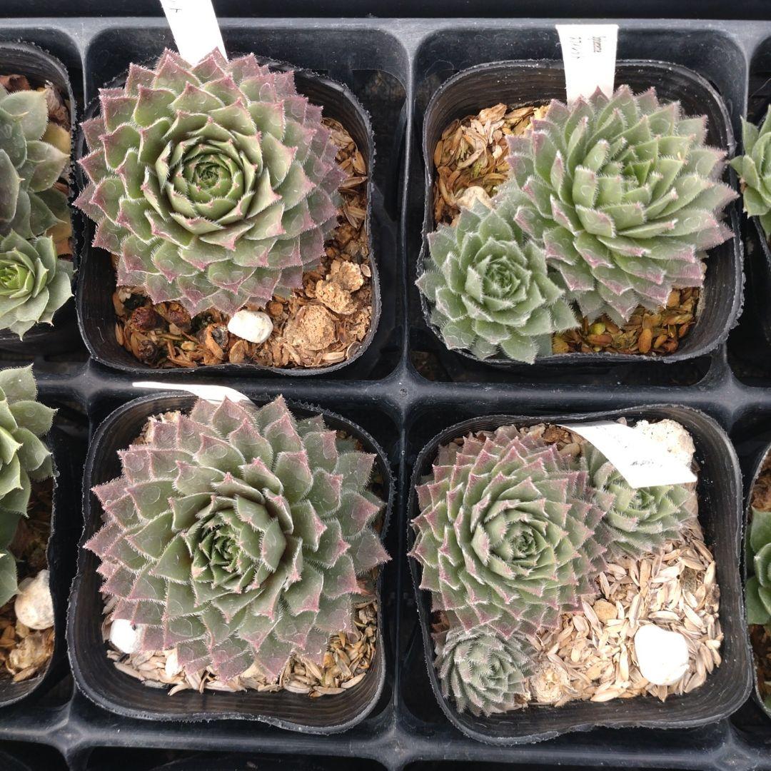 1ポット410円〜 センペルビウム26年1月 その2