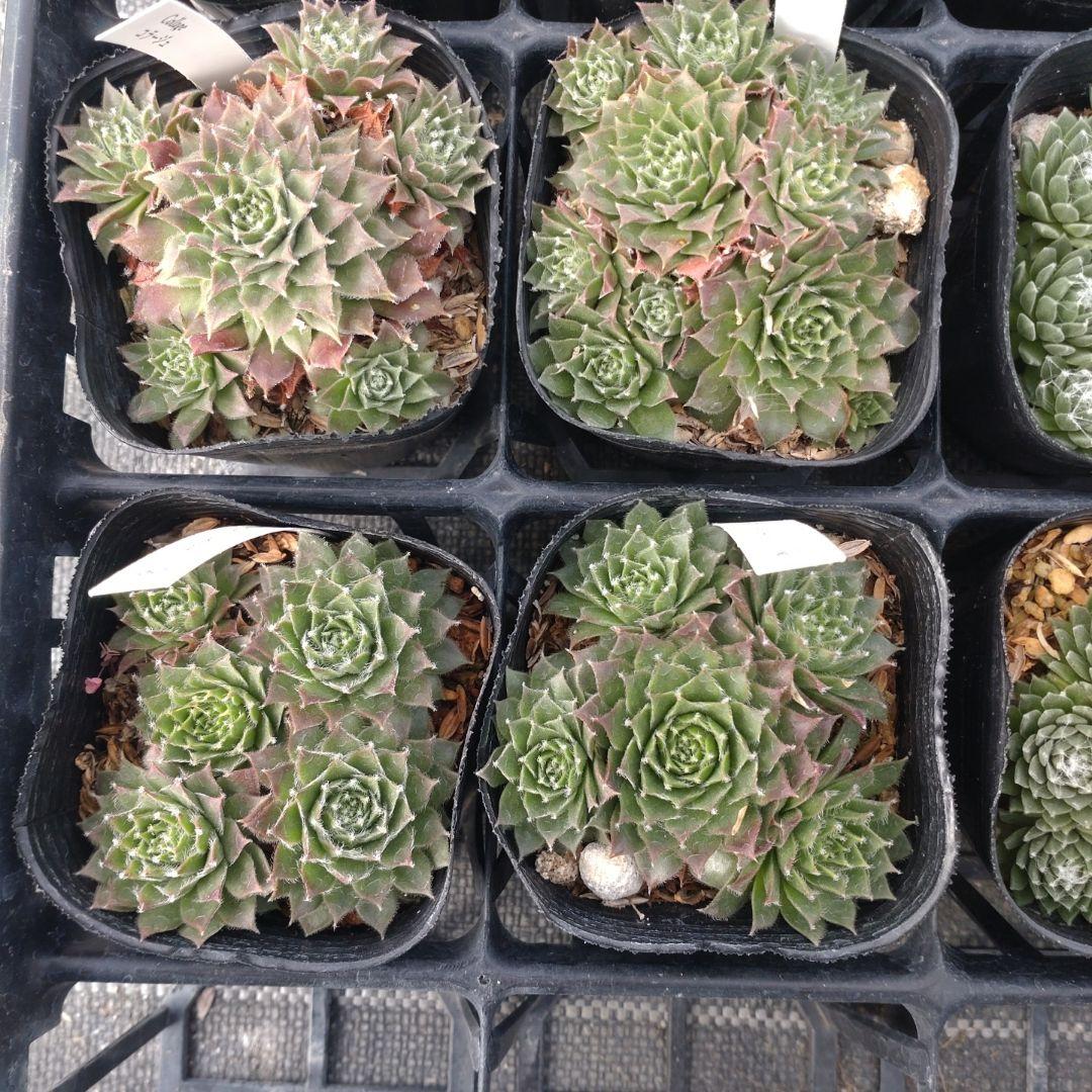 1ポット410円〜 センペルビウム26年1月 その2