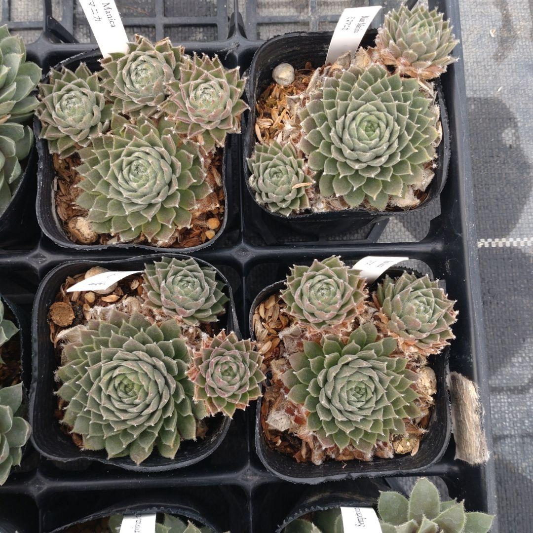 1ポット410円〜 センペルビウム26年1月 その2