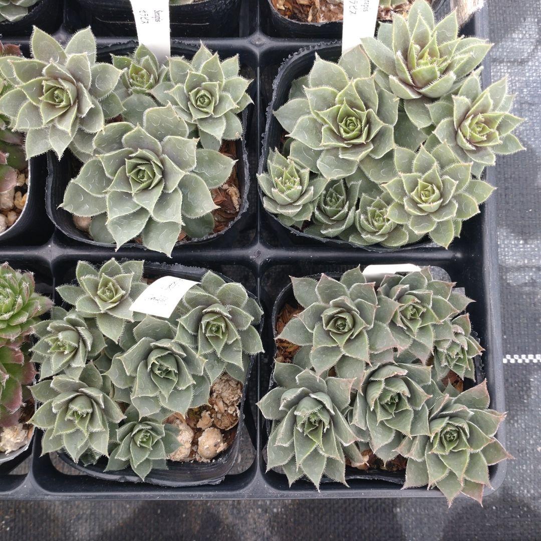 1ポット410円〜 センペルビウム26年1月 その2